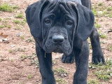 1 chiot femelle Cane Corso LOF disponible &agrave; la vente