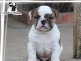 5 chiots Bulldogs Anglais LOF disponibles à la vente