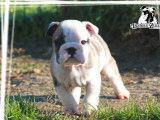 5 chiots Bulldogs Anglais LOF disponibles à la vente