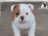 5 chiots Bulldogs Anglais LOF disponibles à la vente