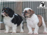 5 chiots Bulldogs Anglais LOF disponibles à la vente