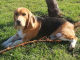 2 chiens m&acirc;les Beagles LOF disponibles &agrave; la vente