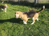 2 chiens m&acirc;les Beagles LOF disponibles &agrave; la vente