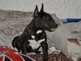 À vendre : un chiot Mini Bull Terrier mâle bringé LOF