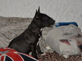 À vendre : un chiot Mini Bull Terrier mâle bringé LOF