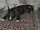 À vendre : un chiot Mini Bull Terrier mâle bringé LOF