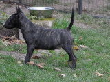 À vendre : un chiot Mini Bull Terrier mâle bringé LOF