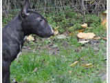 À vendre : un chiot Mini Bull Terrier mâle bringé LOF