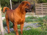 Un chien Shar-Peï mâle fauve à vendre, LOF