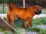 Un chien Shar-Peï mâle fauve à vendre, LOF
