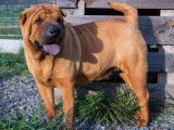 Un chien Shar-Peï mâle fauve à vendre, LOF