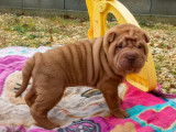 Un chien Shar-Peï mâle fauve à vendre, LOF