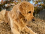 Propose magnifique Golden LOF pour saillie