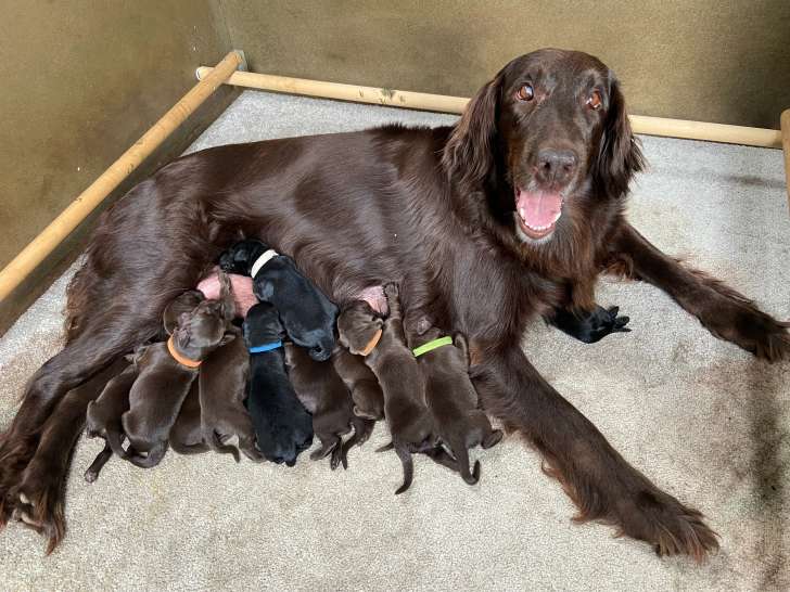 Chiots Flatcoated Retriever à vendre