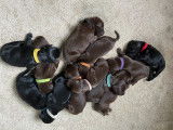 Chiots Flatcoated Retriever à vendre