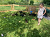 Chiots Flatcoated Retriever à vendre