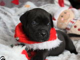 Chiots Cane Corso noirs LOF à réserver, 3 mâles et 5 femelles
