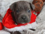 Chiots Cane Corso noirs LOF à réserver, 3 mâles et 5 femelles