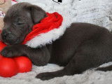 Chiots Cane Corso noirs LOF à réserver, 3 mâles et 5 femelles