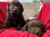 8 chiots Labrador Retrievers LOF à réserver