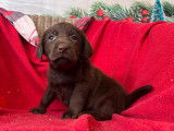 8 chiots Labrador Retrievers LOF à réserver