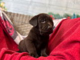 8 chiots Labrador Retrievers LOF à réserver