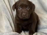 8 chiots Labrador Retrievers LOF à réserver