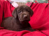 8 chiots Labrador Retrievers LOF à réserver