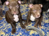 Chiots American Bully à vendre