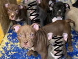 Chiots American Bully à vendre