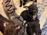 Chiots American Bully à vendre