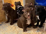 Chiots American Bully à vendre