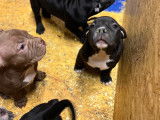 Chiots American Bully à vendre