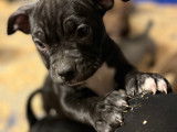 Chiots American Bully à vendre