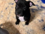Chiots American Bully à vendre