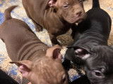 Chiots American Bully à vendre