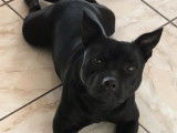 Staffordshire Bull Terrier LOF disponible pour saillie