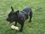 Staffordshire Bull Terrier LOF disponible pour saillie