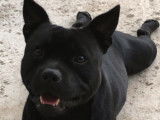 Staffordshire Bull Terrier LOF disponible pour saillie