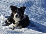 Superbe Border Collie tricolore LOF disponible pour saille