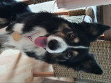 Superbe Border Collie tricolore LOF disponible pour saille