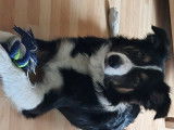 Superbe Border Collie tricolore LOF disponible pour saille
