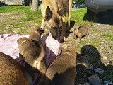 Chiots Berger Belge Tervueren &agrave; vendre