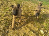 Chiots Berger Belge Tervueren &agrave; vendre
