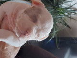 Chiot American Bully à vendre