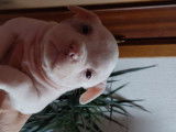 Chiot American Bully à vendre
