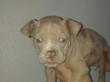 Chiot American Bully à vendre