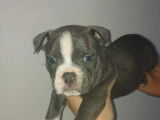 Chiot American Bully à vendre