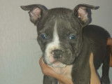 Chiot American Bully à vendre
