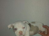Chiot American Bully à vendre